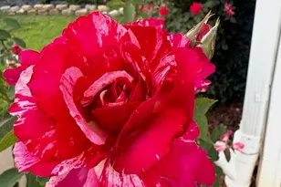 5 Rivereen Way, Simpsonville, SC 29680 - Photo 24