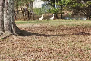 263 Babb Rd, Campobello, SC 29322 - Photo 6