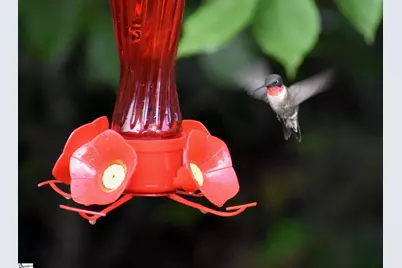 217 Meritta Trail, Greenville, SC 29615 - Photo 34