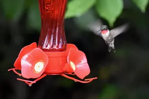 217 Meritta Trail, Greenville, SC 29615 - Photo 34