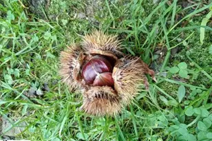 419 Wood Rd, Taylors, SC 29687 - Photo 16