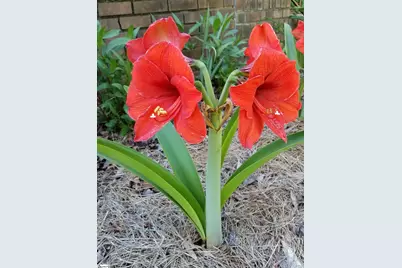 332 St James Drive, Spartanburg, SC 29301 - Photo 40