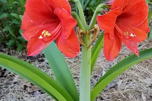 332 St James Dr, Spartanburg, SC 29301 - Photo 40