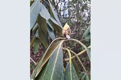 5615 Highway 11 Highway, Pickens, SC 29671 - Photo 16