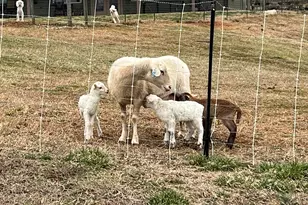 665 Oconee Creek Rd, Walhalla, SC 29691 - Photo 44