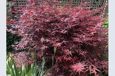 338 Belle Oaks Drive, Simpsonville, SC 29680 - Photo 50