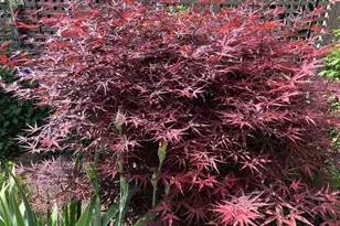 338 Belle Oaks Dr, Simpsonville, SC 29680 - Photo 50