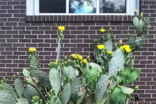 11 El Paso Dr, Greenville, SC 29617 - Photo 38