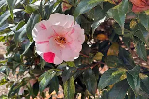 340 Ferndale Dr, Boiling Springs, SC 29316 - Photo 46