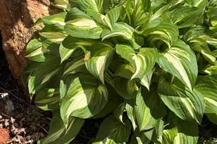 340 Ferndale Dr, Boiling Springs, SC 29316 - Photo 42