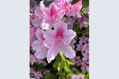 340 Ferndale Drive, Spartanburg, SC 29316 - Photo 40