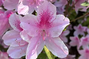 340 Ferndale Dr, Boiling Springs, SC 29316 - Photo 40