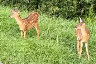 119 Marshfield Trail, Simpsonville, SC 29680 - Photo 44