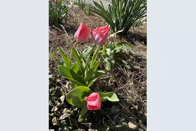 111 Cox Street, Travelers Rest, SC 29690 - Photo 22