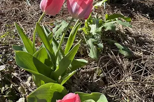 111 Cox St, Travelers Rest, SC 29690 - Photo 22