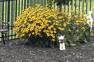 714 Torridon Ln, Simpsonville, SC 29681 - Photo 42