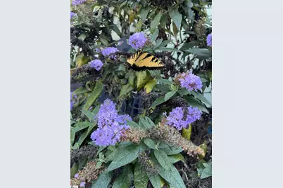 714 Torridon Lane, Simpsonville, SC 29681 - Photo 44