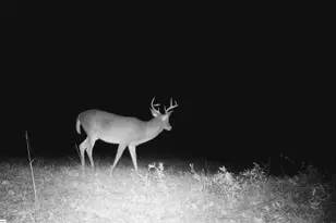 790 Hwy 418, Simpsonville, SC 29680 - Photo 30