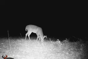 790 Hwy 418, Simpsonville, SC 29680 - Photo 32