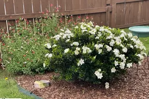 202 Woodruff Park Ln, Simpsonville, SC 29681 - Photo 22