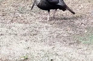 303 Garren Rd, Belton, SC 29627 - Photo 38