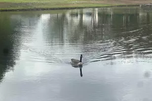 522 Peach Grove Pl, Mauldin, SC 29673 - Photo 34