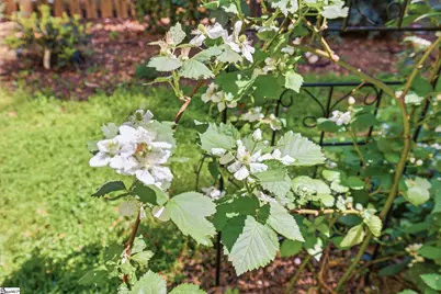 3 Chestnut Hill Place, Simpsonville, SC 29680 - Photo 28