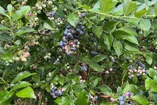 130 Brookbend Rd, Mauldin, SC 29662 - Photo 10