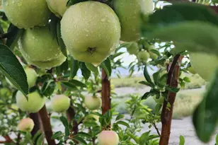 1 Spence Ln, Yerington, NV 89447 - Photo 40