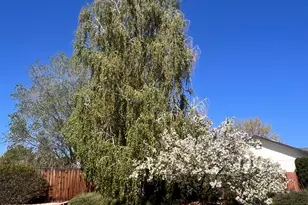 155 Veronica Ave, Spanish Springs, NV 89436 - Photo 54