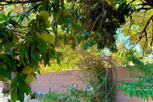 1616 Belarra Dr, Minden, NV 89423 - Photo 6