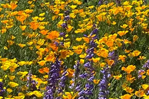 8560 Sirius Ct, Reno, NV 89506 - Photo 36