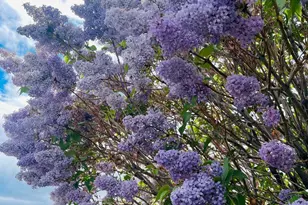 4301 Pinnacle Vista Ct, Sparks, NV 89436 - Photo 52