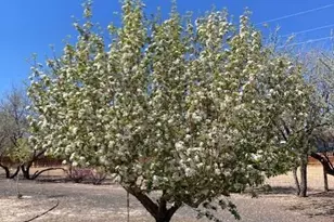 1500 W Spruce Ave, Silver Springs, NV 89429 - Photo 14