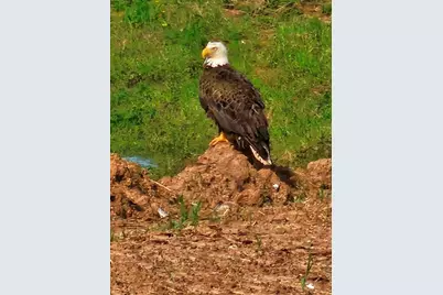 8426 Sheffields Leader, Fulshear, TX 77441 - Photo 44