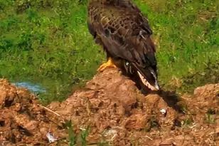 8426 Sheffields Leader, Fulshear, TX 77441 - Photo 44