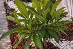 431 Hana Dr, Galveston, TX 77554 - Photo 16