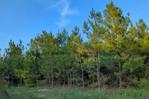 15807 Vine Vw Ct, Willis, TX 77378 - Photo 20