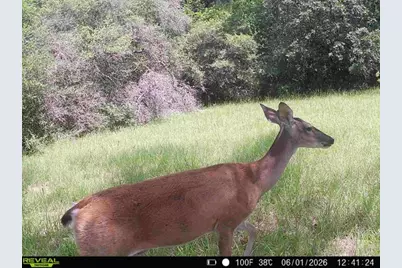 7921 Fm 3178, Centerville, TX 75833 - Photo 14