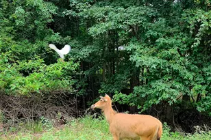 9033 Safari Shores Drive, LaRue, TX 75770 - Photo 36