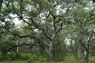 Lot 29 Shorebird Lane, Columbus, TX 78934 - Photo 14