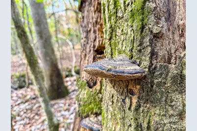 15184 Fm 92, Spurger, TX 77660 - Photo 10