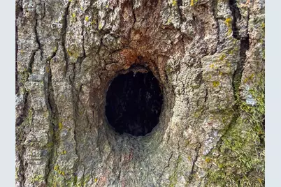 15184 Fm 92, Spurger, TX 77660 - Photo 28