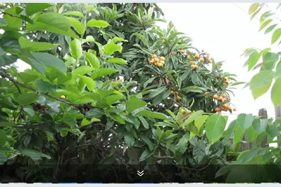 11423 Wickersham Lane, Houston, TX 77077 - Photo 24