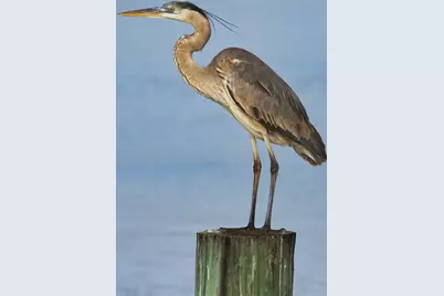 1225 Private Road 652, Sargent, TX 77414 - Photo 6