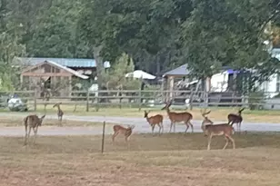 144 Thornton, Trinity, TX 75862 - Photo 38