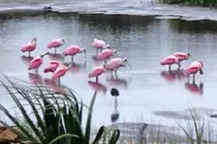 3611 Indian Beach Dr, Galveston, TX 77554 - Photo 4