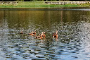 3 Black Cormorant Pl, The Woodlands, TX 77380 - Photo 42