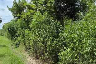 000 Pine, Brazoria, TX 77422 - Photo 1