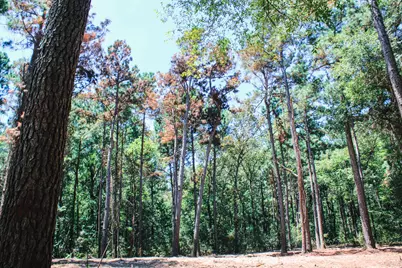 66 Ac Tanyard Church Lane, Midway, TX 75852 - Photo 4